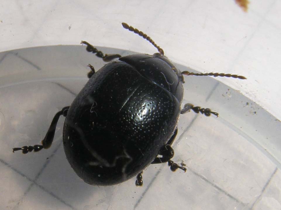 Chrysolina cfr oricalcia