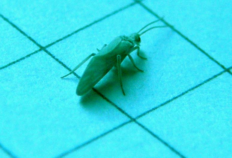 Coniopterygidae - Conwentzia sp.