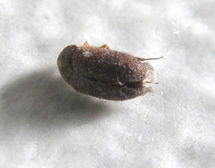 Dermestidae: uno morto e uno vivo