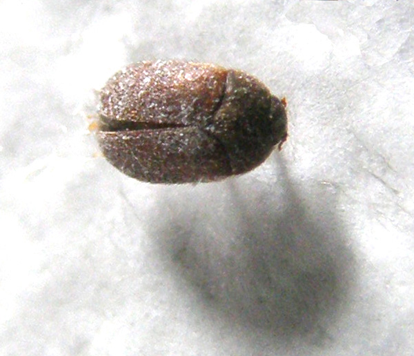 Dermestidae: uno morto e uno vivo