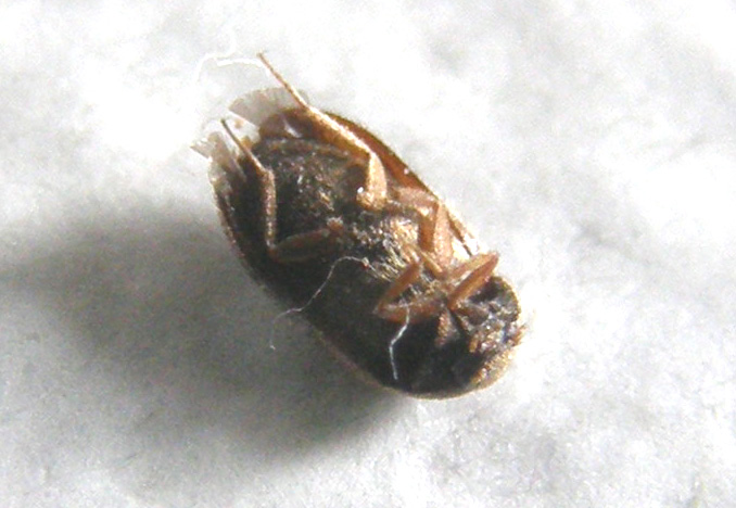 Dermestidae: uno morto e uno vivo