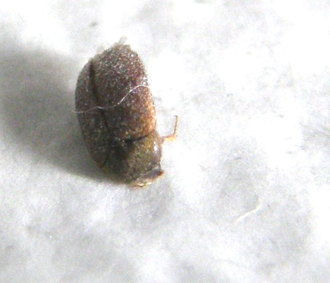 Dermestidae: uno morto e uno vivo