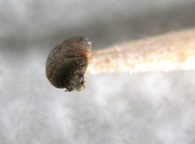Dermestidae: uno morto e uno vivo