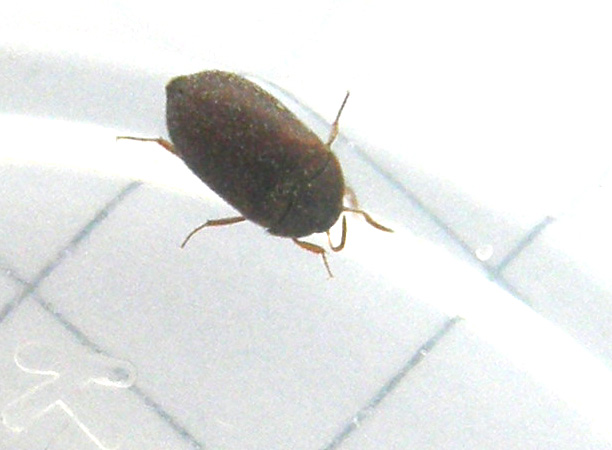 Dermestidae: uno morto e uno vivo