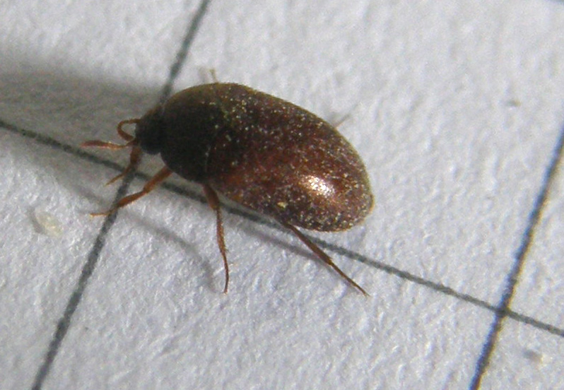 Dermestidae: uno morto e uno vivo