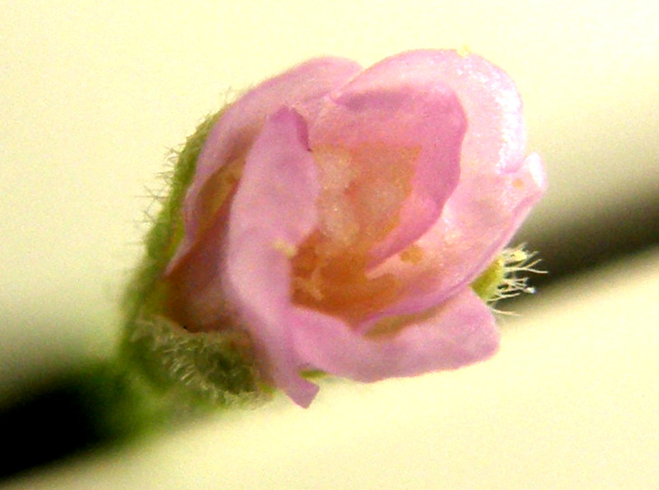 Ancora sul balcone - Epilobium cfr. parviflorum