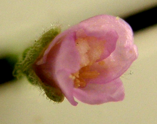 Ancora sul balcone - Epilobium cfr. parviflorum