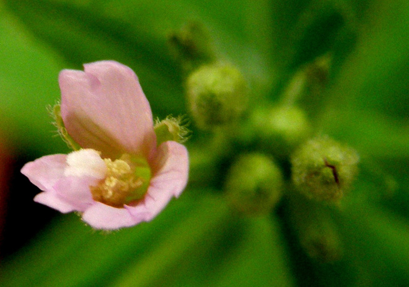 Ancora sul balcone - Epilobium cfr. parviflorum