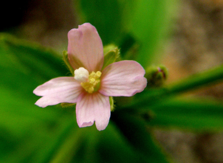 Ancora sul balcone - Epilobium cfr. parviflorum