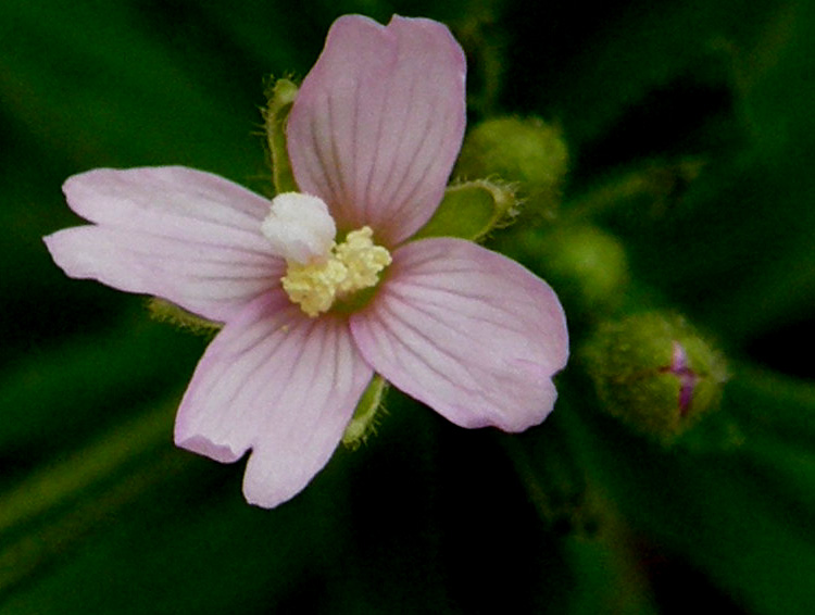 Ancora sul balcone - Epilobium cfr. parviflorum