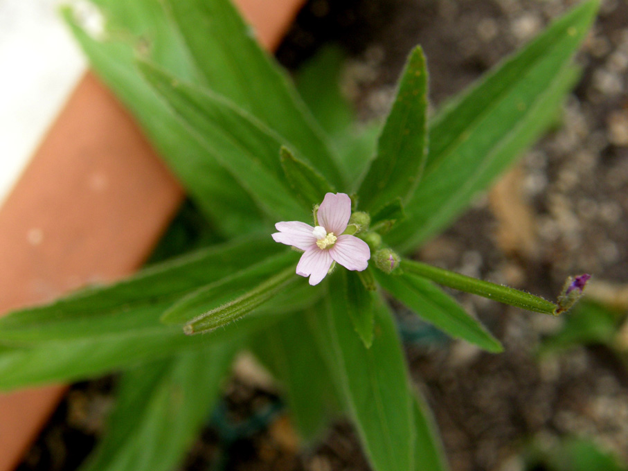 Ancora sul balcone - Epilobium cfr. parviflorum