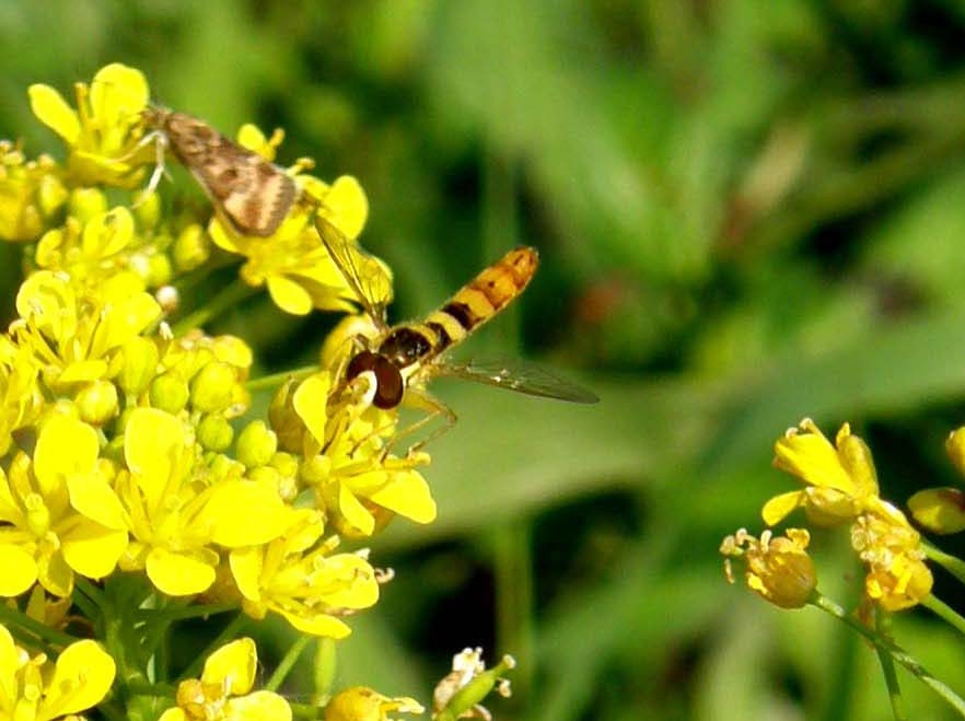 Syrphidae ad ali aperte: Sphaerophoria scripta