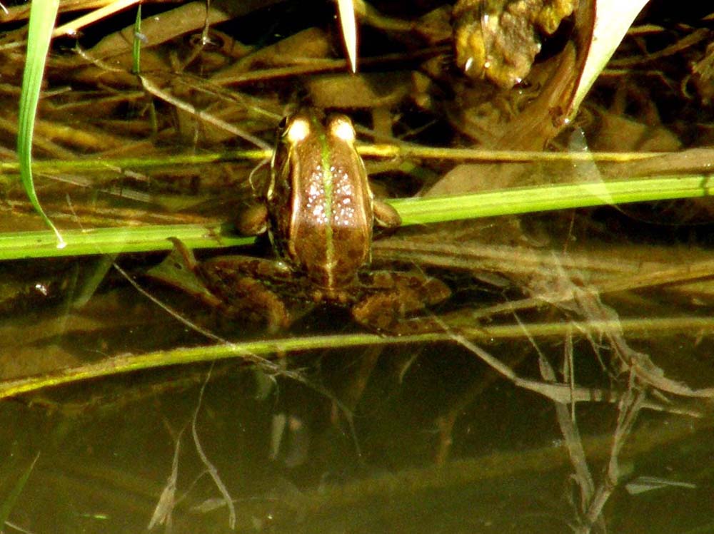 Rana da identificare - Pelophylax sp. (prov. Pavia)