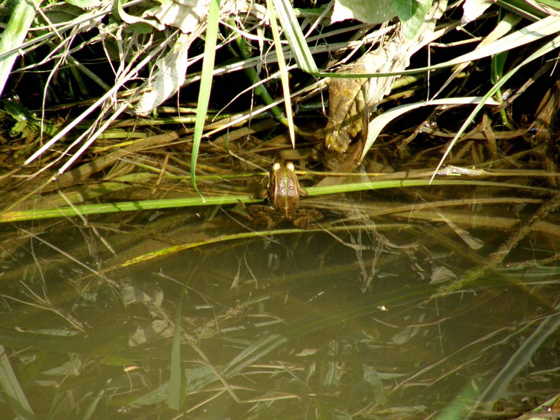 Rana da identificare - Pelophylax sp. (prov. Pavia)