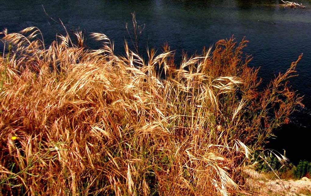 Anisantha cfr. sterilis  (Poaceae)