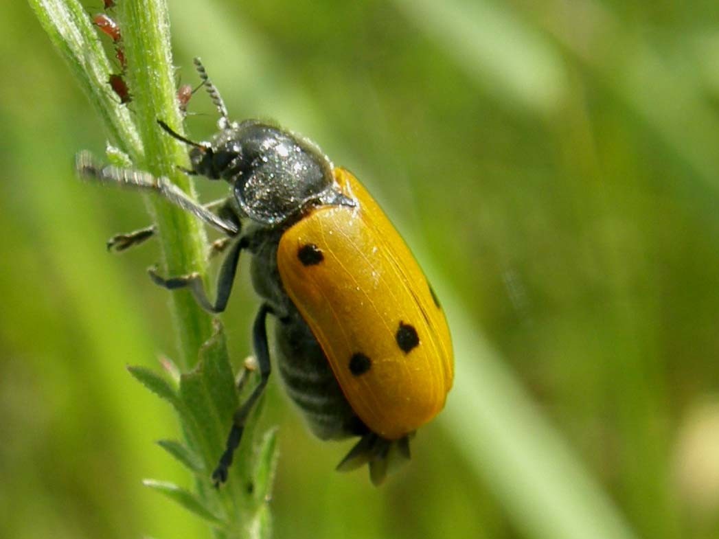Giallo a macchie nere - Lachnaia italica