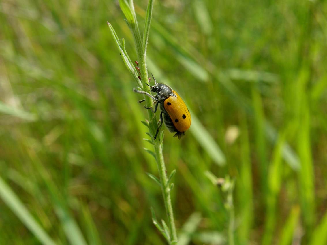 Giallo a macchie nere - Lachnaia italica