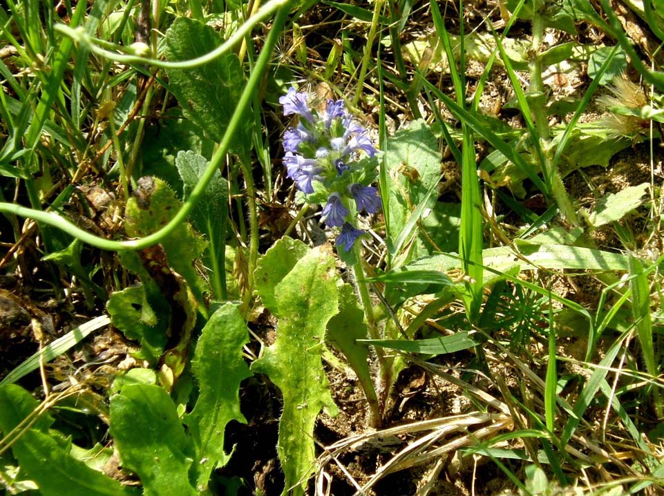 Ajuga genevensis / Iva ginevrina