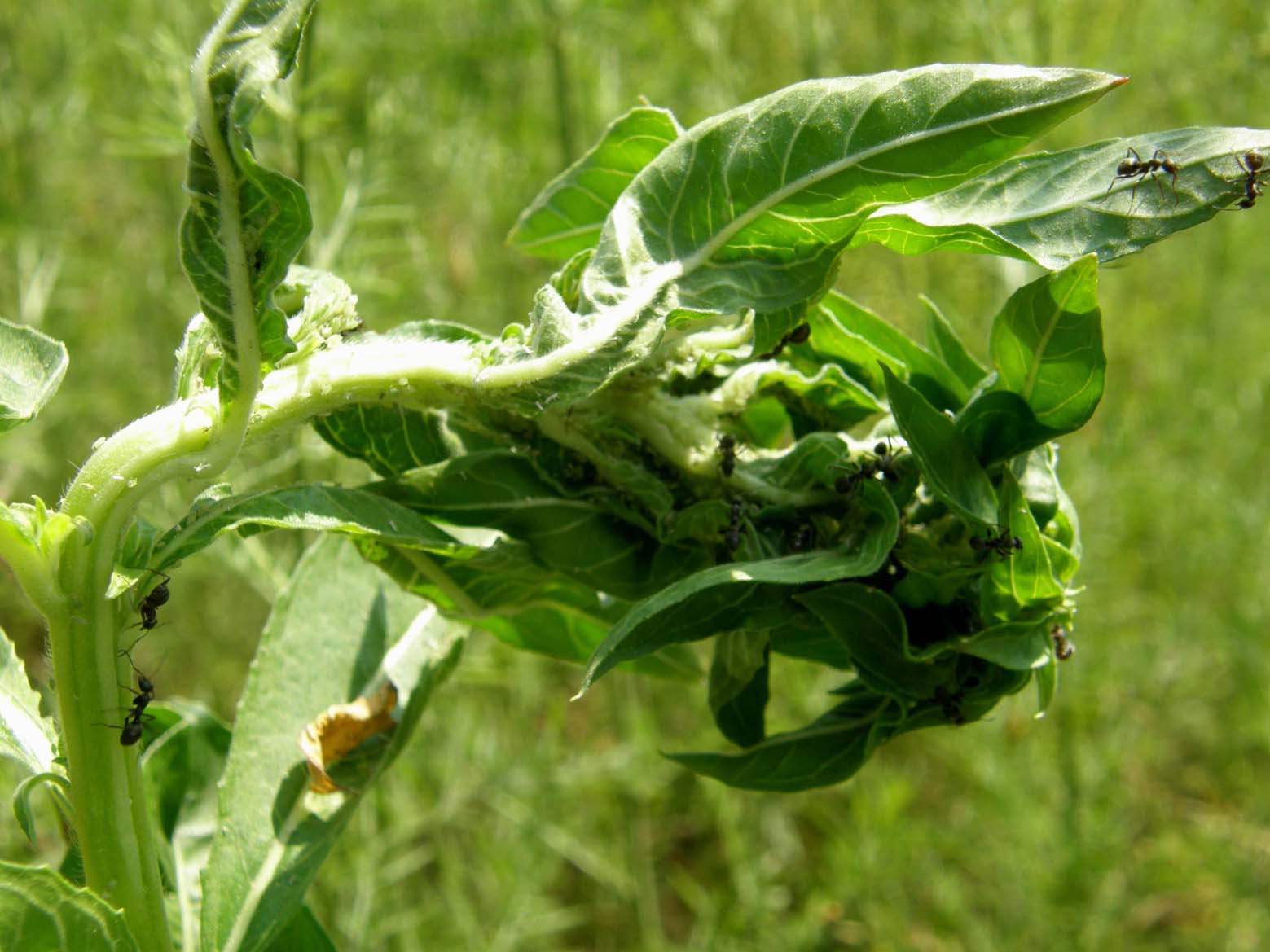 Formicaio vegetale?