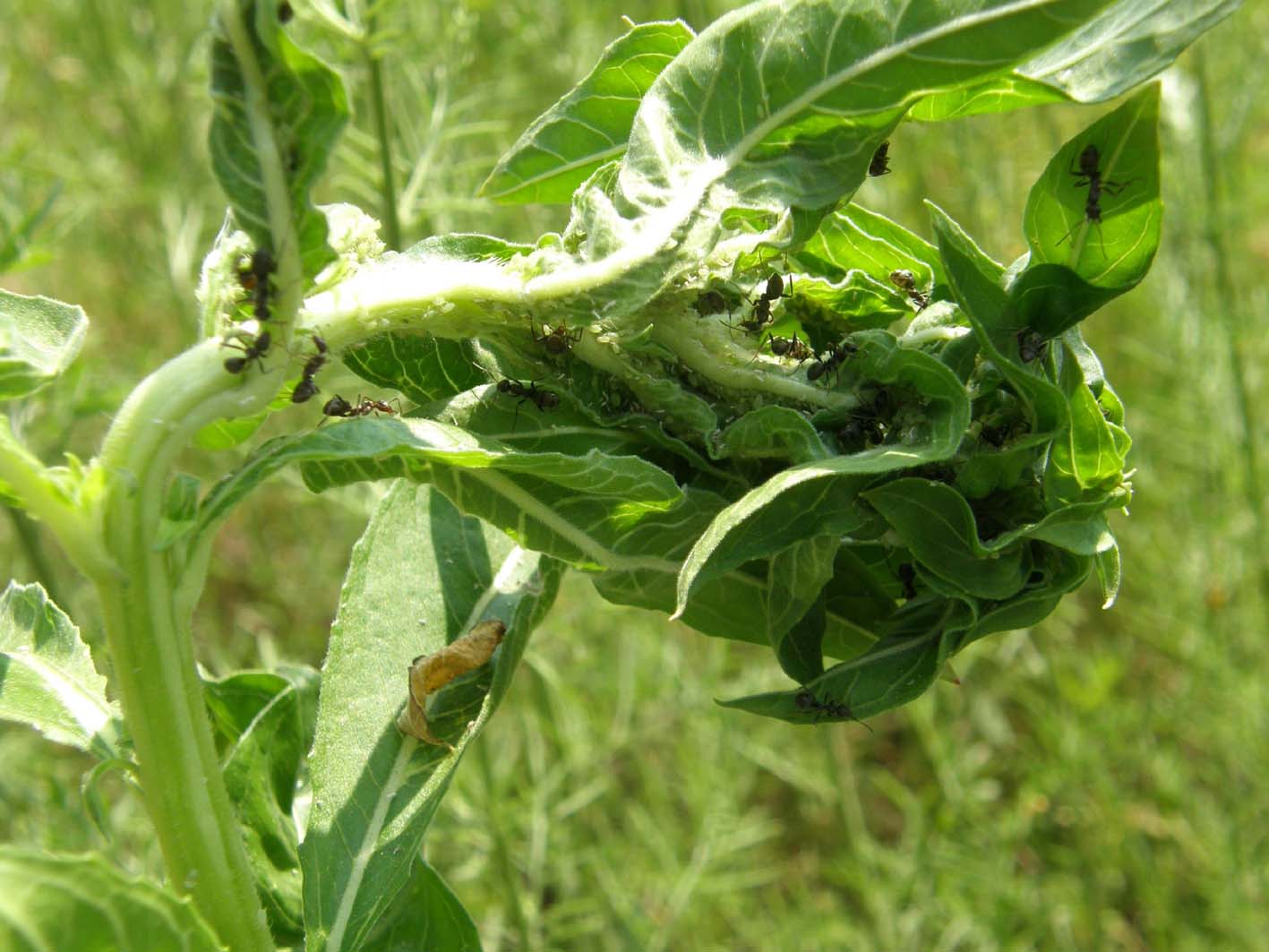 Formicaio vegetale?