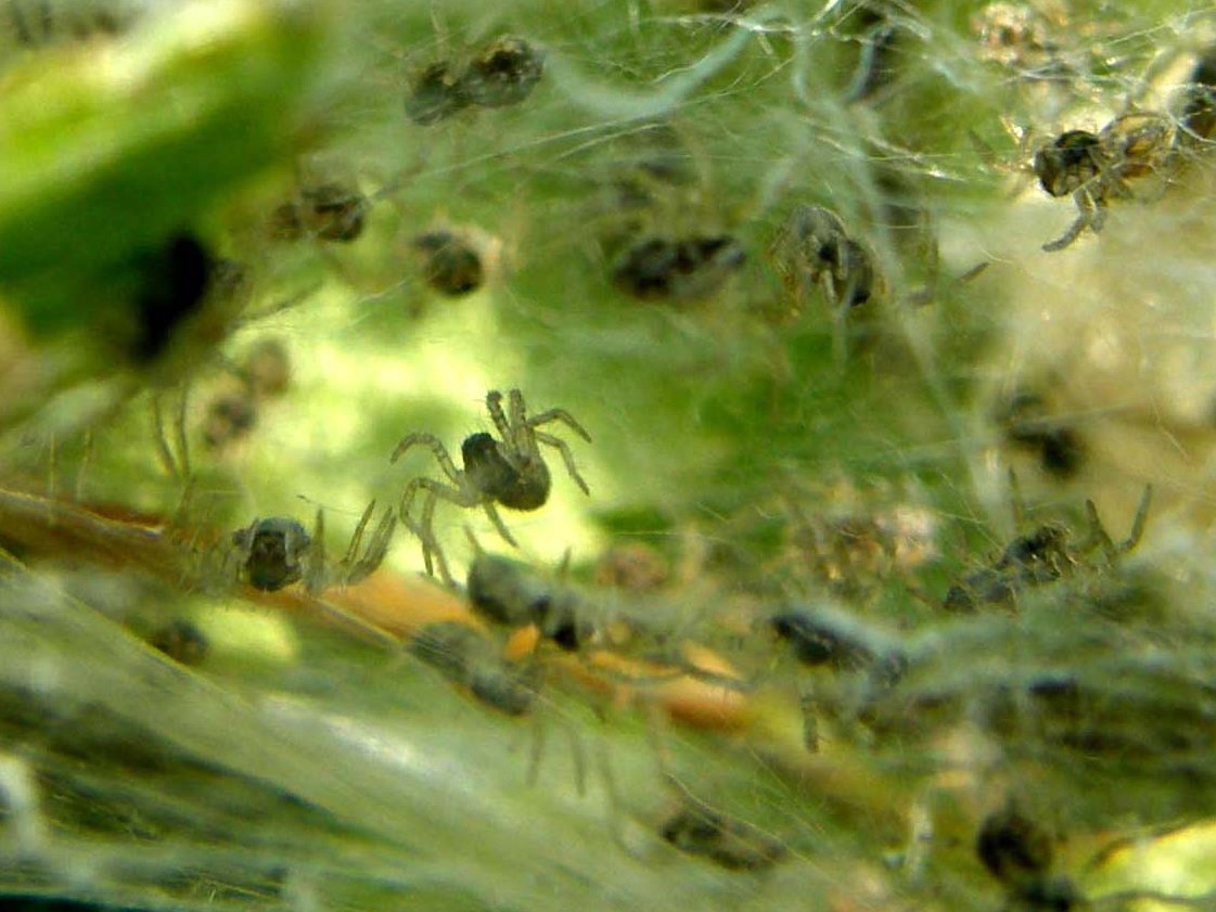 Nursery di Pisaura sp.