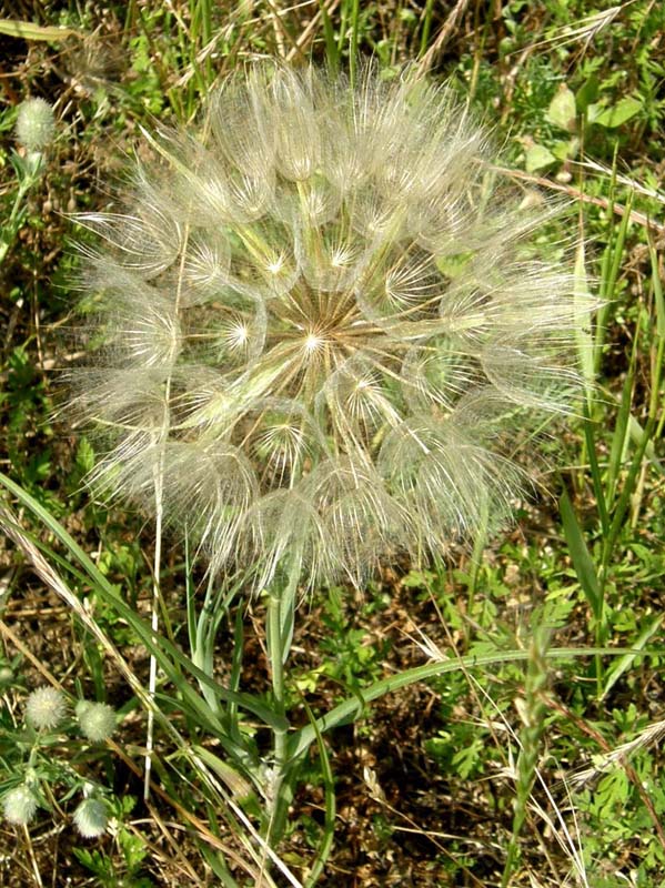 Tragopogon sp. (Asteraceae)