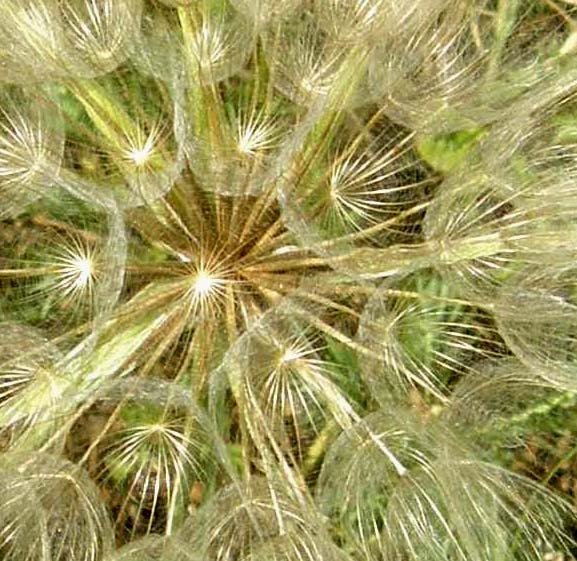 Tragopogon sp. (Asteraceae)