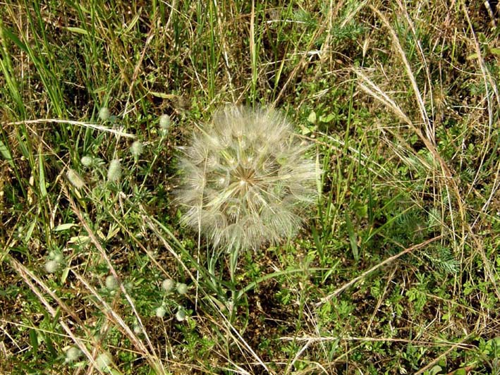 Tragopogon sp. (Asteraceae)