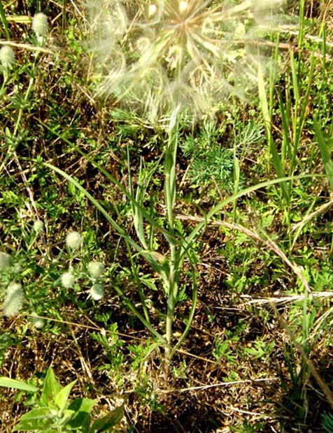Tragopogon sp. (Asteraceae)