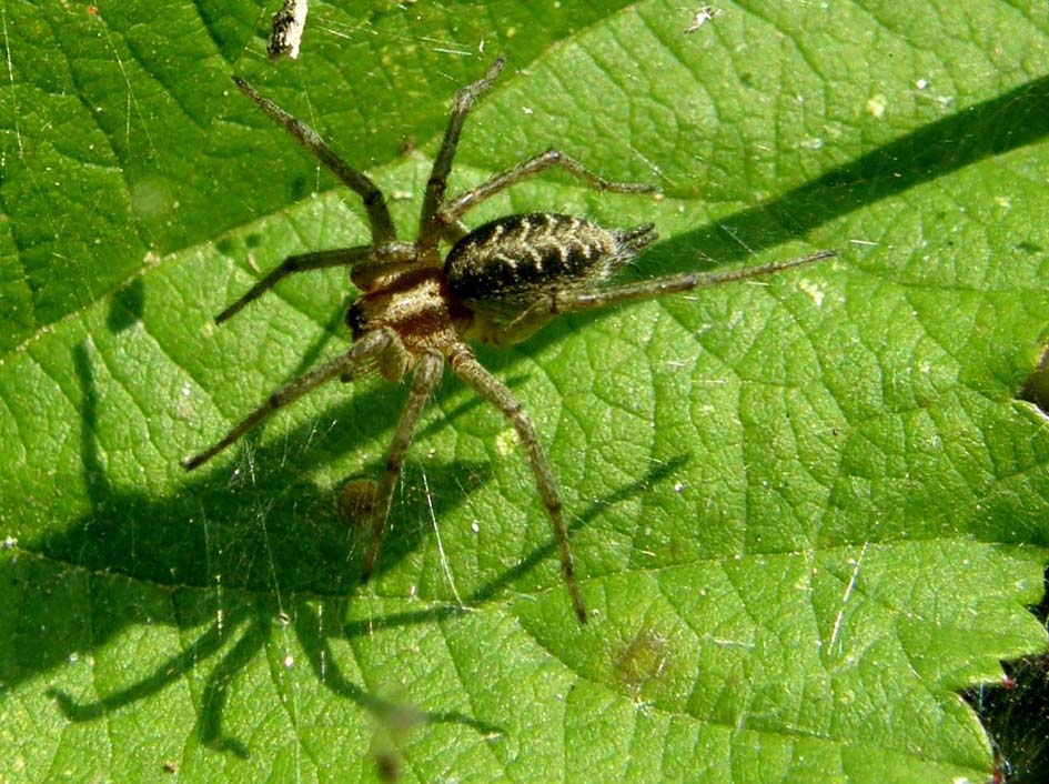 Agelena labyrinthica