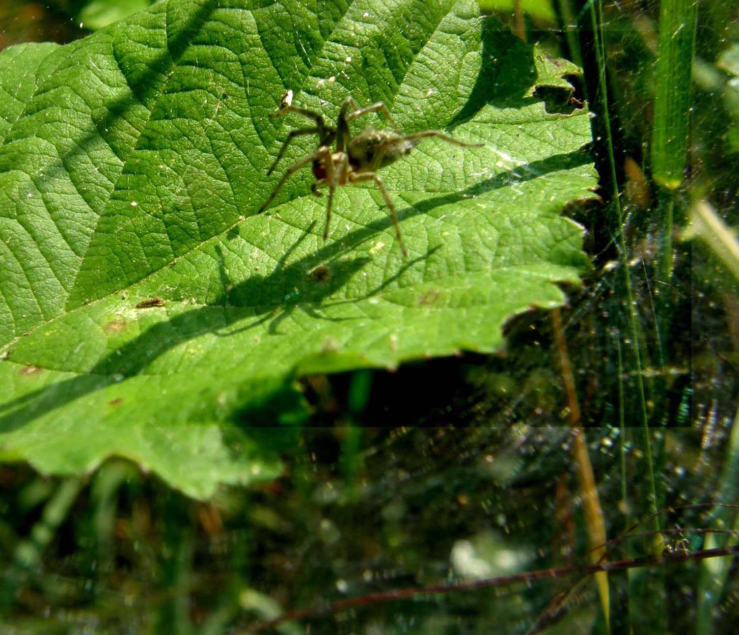 Agelena labyrinthica