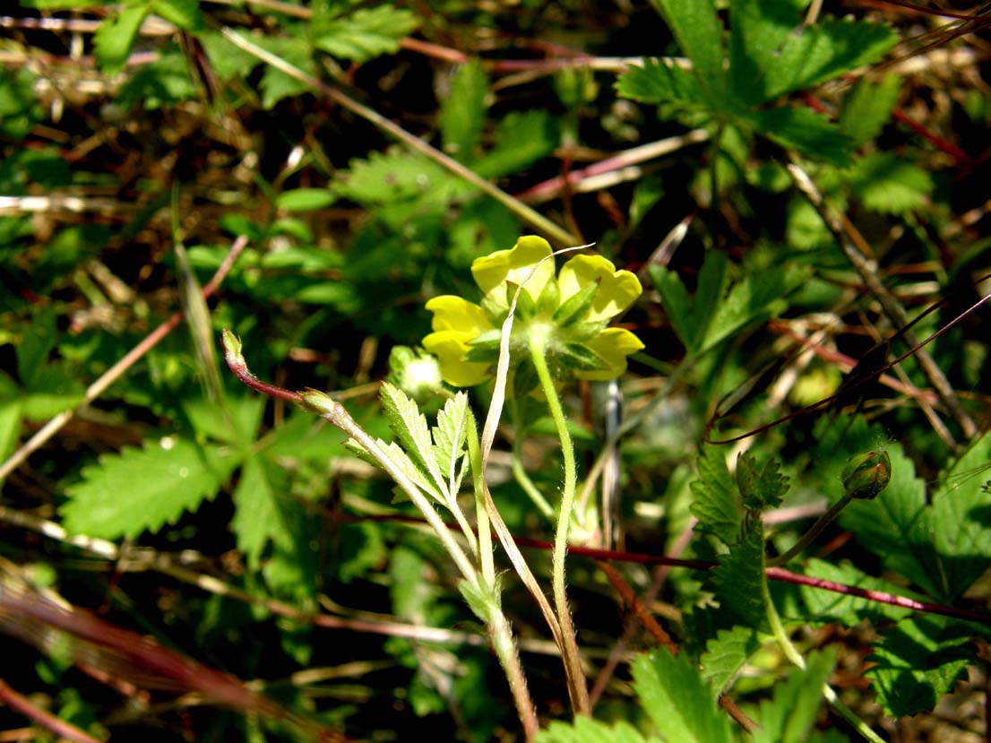 Potentilla cfr. reptans (Rosaceae)