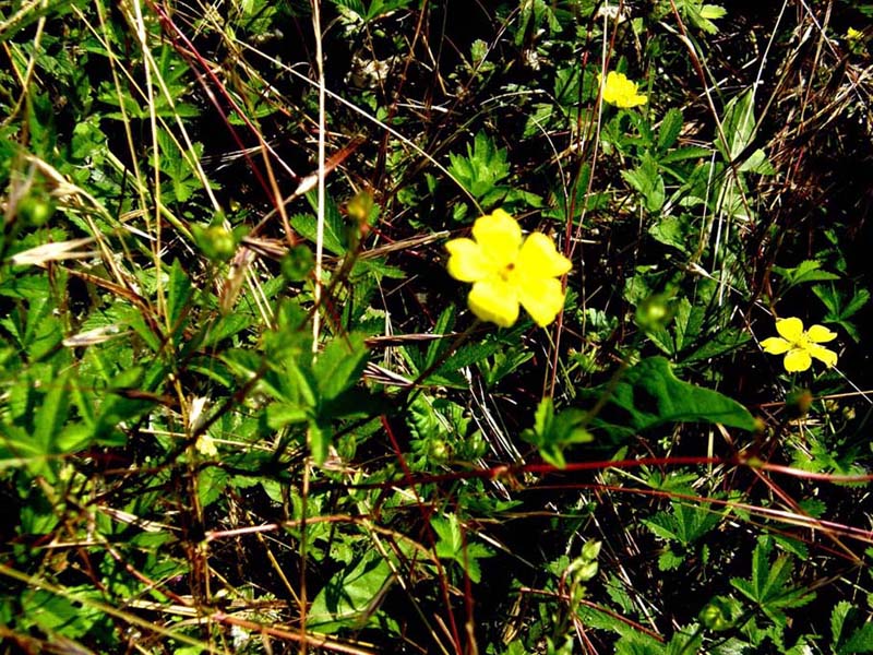 Potentilla cfr. reptans (Rosaceae)