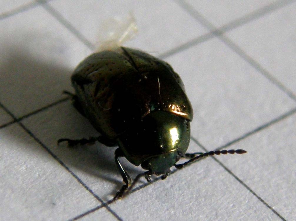 Piccolo Chrysomelidae da identificare