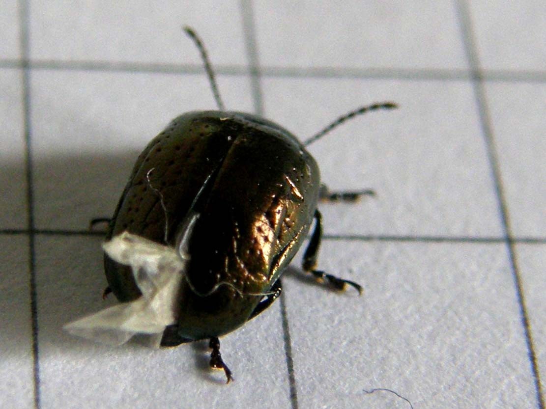 Piccolo Chrysomelidae da identificare
