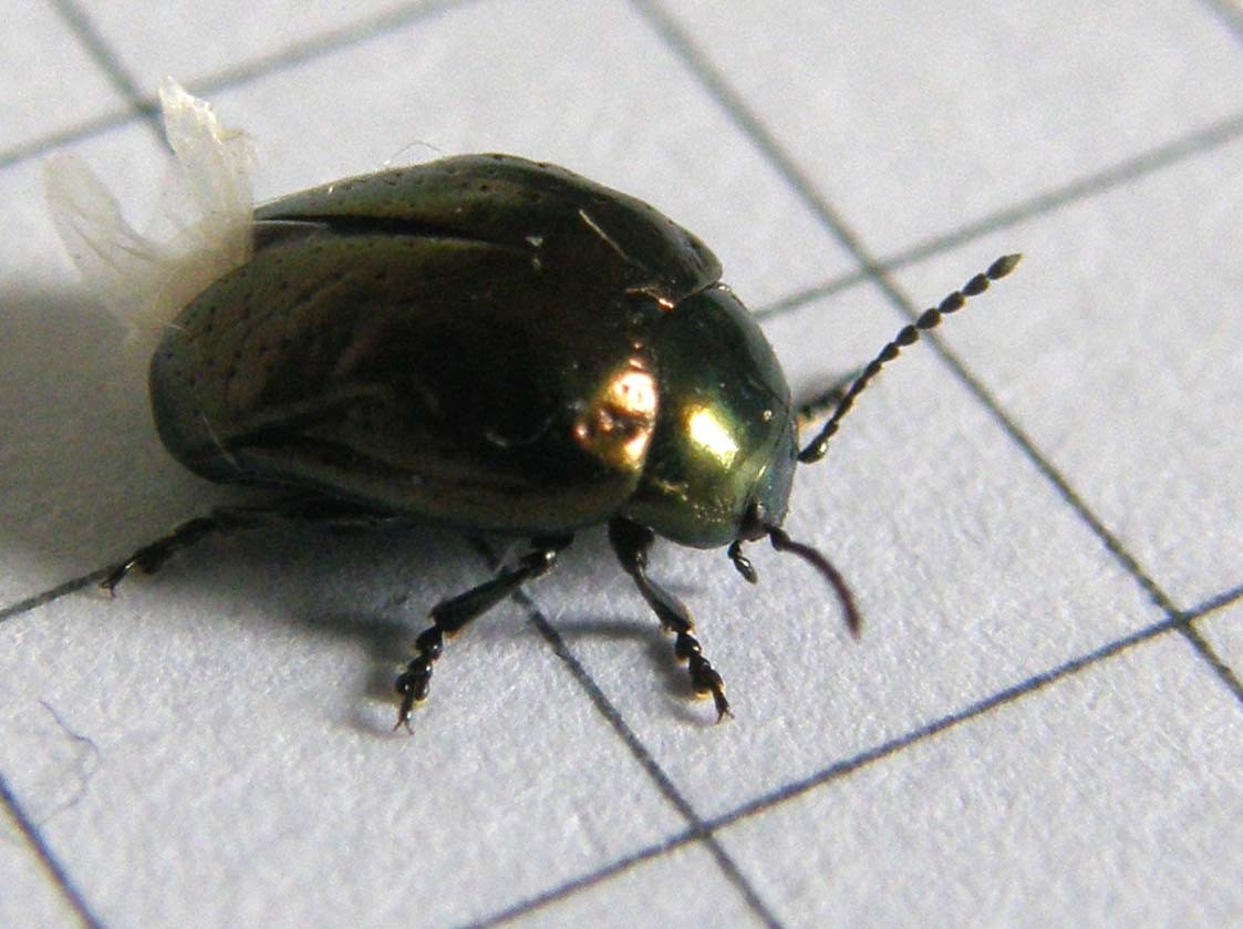 Piccolo Chrysomelidae da identificare