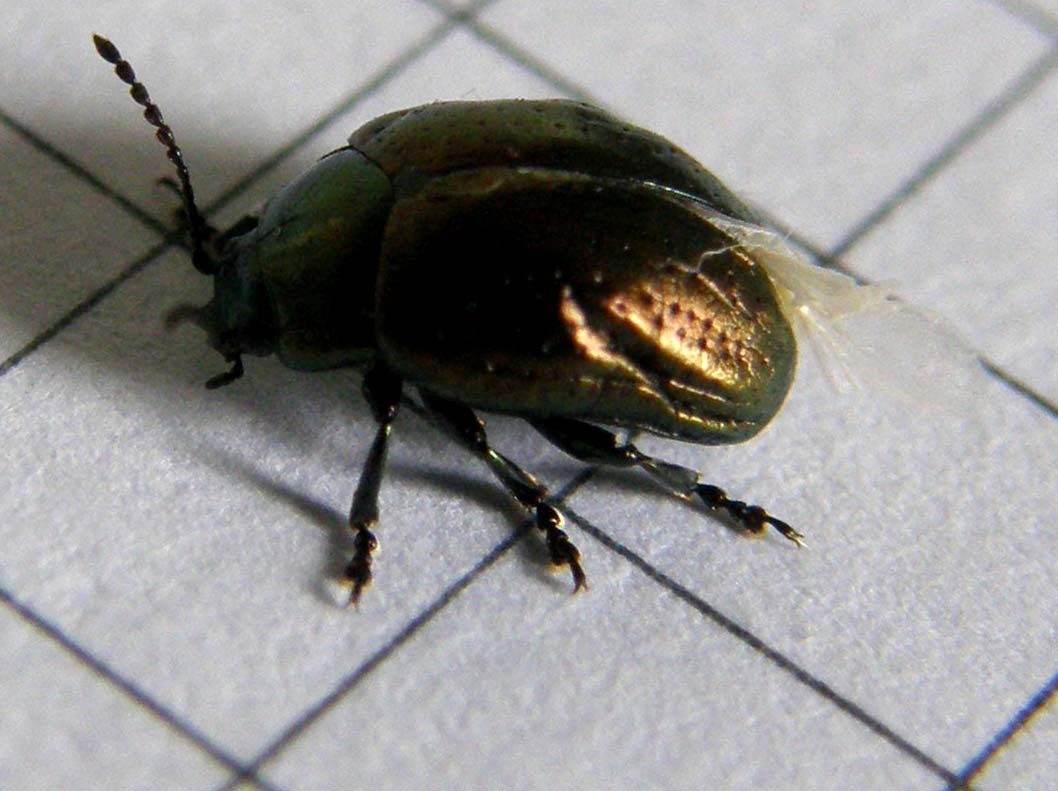 Piccolo Chrysomelidae da identificare