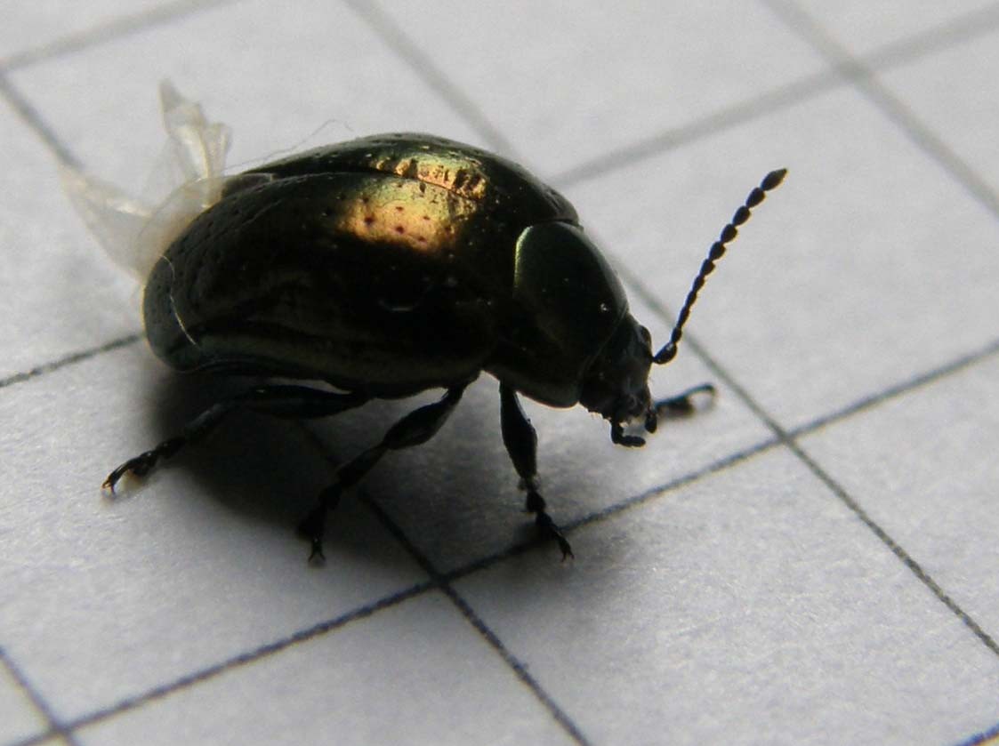 Piccolo Chrysomelidae da identificare