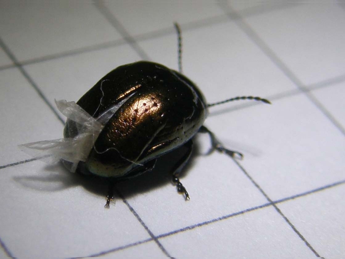 Piccolo Chrysomelidae da identificare