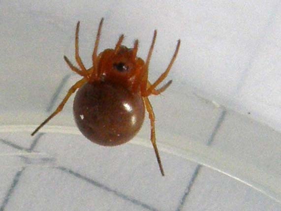 Linyphiidae