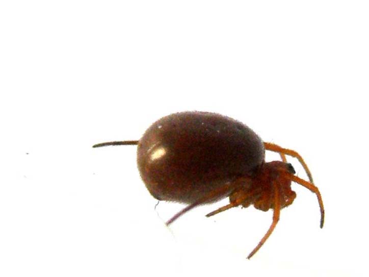 Linyphiidae