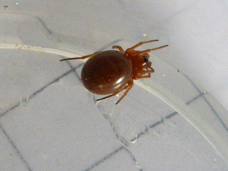 Linyphiidae
