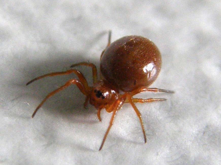 Linyphiidae