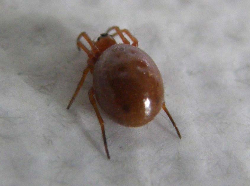 Linyphiidae