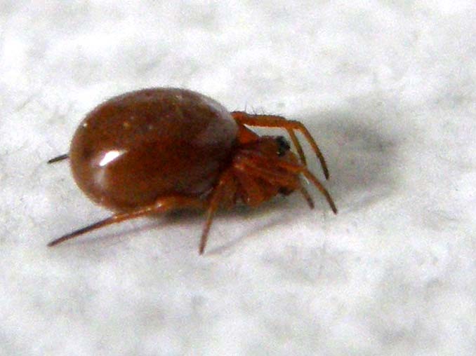 Linyphiidae