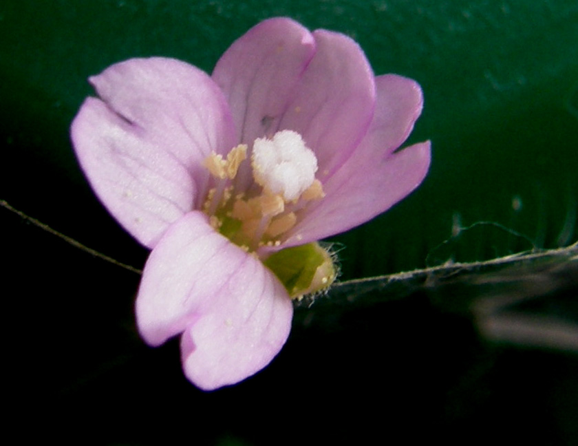 Ancora sul balcone - Epilobium cfr. parviflorum