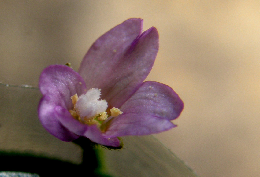 Ancora sul balcone - Epilobium cfr. parviflorum