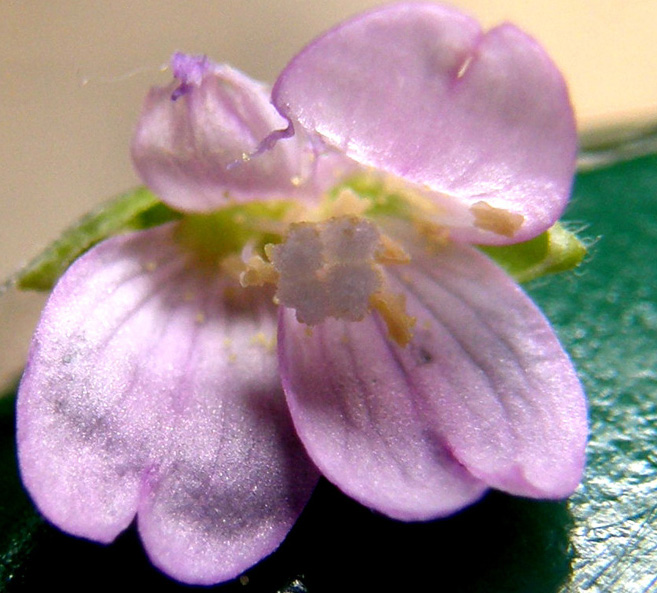 Ancora sul balcone - Epilobium cfr. parviflorum