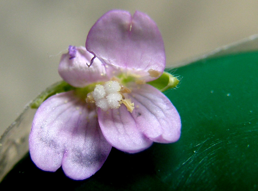 Ancora sul balcone - Epilobium cfr. parviflorum