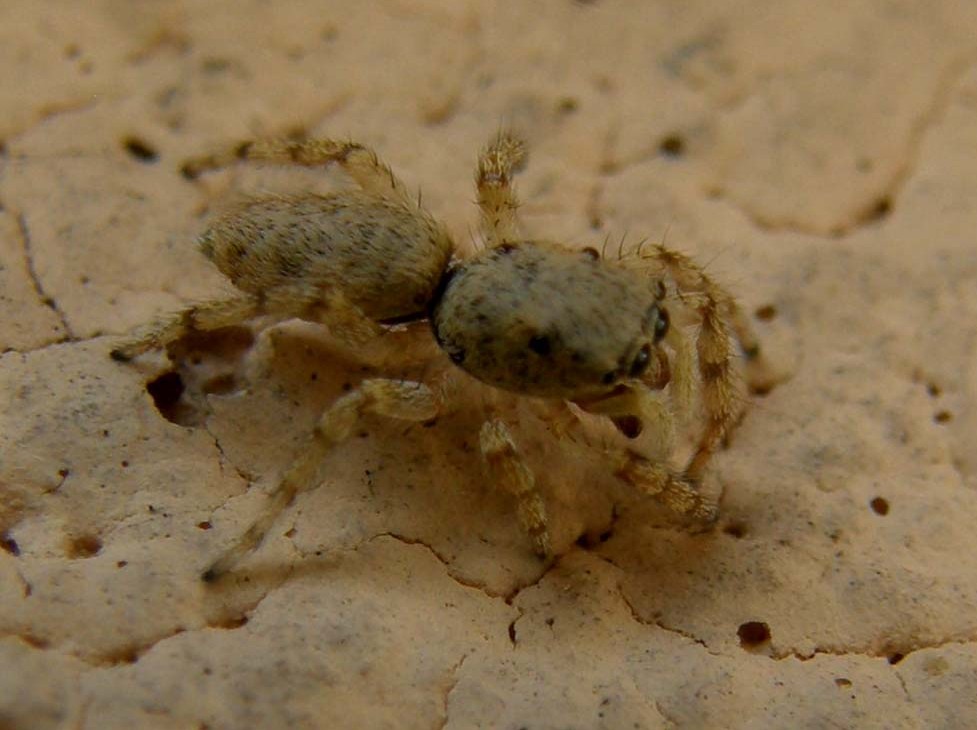Salticus cf. mutabilis